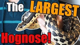 Meet the Madagascar Giant Hognose Snake [upl. by Regnig156]