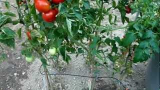 Serre à tomates LKERN éco 180 Modèle 2013 [upl. by Wilbert410]