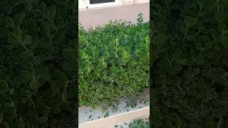 Atriplex halimus Hedge cutting on proper wayyoutubeshorts shortvideo viralvideo shorts video [upl. by Saerdna422]