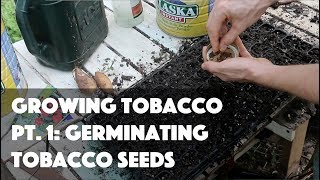 Growing Tobacco Pt 1 Germinating Tobacco Seeds [upl. by Kore267]