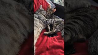 Male Cat and Adopted Kitty Wash Each Other  Unaspected Bond [upl. by Kahaleel375]