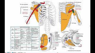 Muscles de lépaule groupe postérieur [upl. by Zetrac]