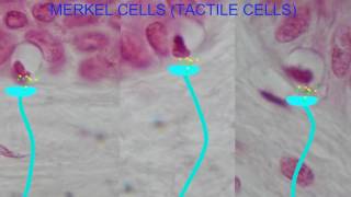 TACTILE CELLS MERKEL CELLS [upl. by Aseretairam211]