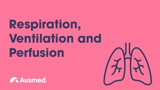 Respiration Ventilation Diffusion and Perfusion  Ausmed Explains [upl. by Faso]