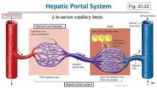 BIOL 201 CARDIOVASCULAR Part 2 slides 12 17 [upl. by Eelyk601]