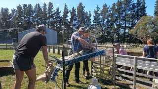 Tailing  Docking Lambs at the Lease Block with Te Pari Gear [upl. by Rojam507]