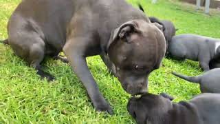 BlueBlack Staffies JOYS FIRST PUPPY PLAY [upl. by Ilarrold]