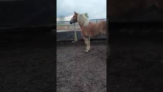 Blondi goes wild 😁😍 horses horse horselove [upl. by Olivie]