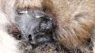 Decomposing Face of Japanese Macaque 猿の死に顔に群がる蛆虫 [upl. by Jelsma]