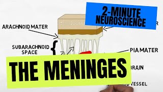 2Minute Neuroscience The Meninges [upl. by Denni]