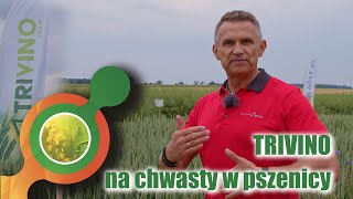 Trójskładnikowy jesienny herbicyd zbożowy  Trivino 5995 SC  Wysoka skuteczność💯 [upl. by Llahsram61]