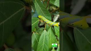 Deaths Head Hawk Moth Caterpillar in our terrace garden  Peek Into Nature [upl. by Acassej]