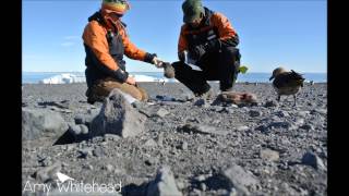 Adélie penguin for lunch [upl. by Monafo]