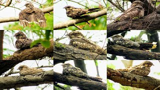 JUNGLE NIGHTJAR at Sindhrot Nature Education Park Vadodara  GREY NIGHTJAR [upl. by Nowahs]