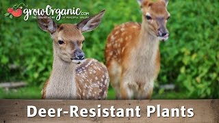 DeerResistant Plants [upl. by Iaht]