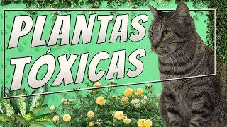 15 ou mais Plantas Proibidas para seu Gato [upl. by Navetse]