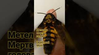 Dead head moth Acherontia atropos Sphingidae Kyiv Ukraine Support Ukraine [upl. by Gnof]