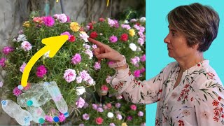 Increíbles Ideas para Transformar Botellas de Plástico en Decoraciones de Jardín [upl. by Haley26]