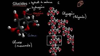 Introduction aux glucides [upl. by Aronael]