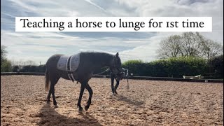 Teaching a young horse how to lunge for the first time [upl. by Epstein]