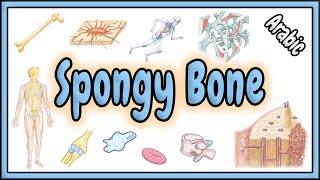 81 Spongy Bone Trabecular Bone  العظم الأسفنجي [upl. by Notsirt]