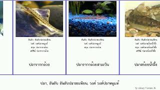 ปลา อันดับ อันดับปลาตะเพียน วงศ์ วงศ์ปลาหมูแท้ fish Cypriniformes Floating ปลาปล้องอ้อย Home [upl. by Karl951]