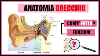 Anatomia dellorecchio Comè fatto e come funziona [upl. by Lirbij125]