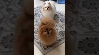 Hilarious pomeranian marking noise sounds funny moments [upl. by Sedlik]