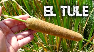 🌿 El Increíble Tule de los Pantanos  Descubre los usos de 𝑻𝒚𝒑𝒉𝒂 𝒅𝒐𝒎𝒊𝒏𝒈𝒆𝒏𝒔𝒊𝒔 una Planta acuática 🏞️ [upl. by Caylor]