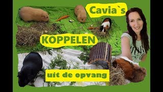 CAVIAS uit OPVANG ophalen en HOE TE KOPPELEN in bestaande groep [upl. by Dedie]