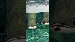 Giant Arapaima Fish Feeding [upl. by Christophe798]