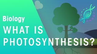 Photosynthesis and Respiration [upl. by Primrosa]