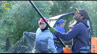 Ayudas y créditos para jóvenes agricultores [upl. by Natka611]