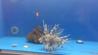 Lionfish Eating Goldfish [upl. by Macintyre723]