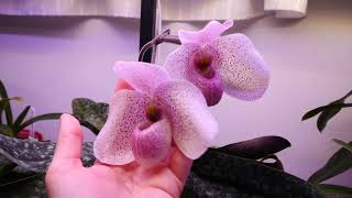 Paphiopedilum Vanda M Pearman  Orchid Spotlight amp Care Tips [upl. by Nnaeirrac]