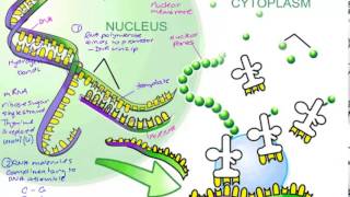 Polypeptide Synthesis [upl. by Isborne]