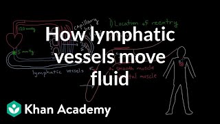 How lymphatic vessels move fluid  Lymphatic system physiology  NCLEXRN  Khan Academy [upl. by Eissalc892]