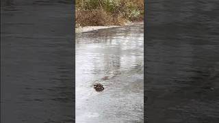 Rainy Day Drive  Encountering a Turtle Crossing natureathome turtle crossingtheroad rainyday [upl. by Daria]