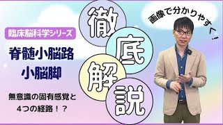 【☑︎上小脳脚？中小脳脚？】脊髄小脳路の役割とは！？脳画像読解からリハビリまで [upl. by Giff]