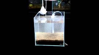 Shrimp Tank with Undergravel Filter Step by Step [upl. by Woermer]