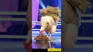 Giant old hen laying eggs on stage！巨大老母雞居然在台上下蛋！ステージで卵を産む巨大な老鶏 agt funny ai americangottalent [upl. by Anerec]