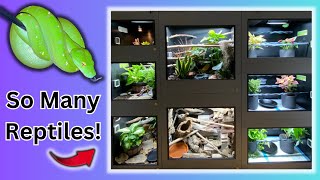 2023 REPTILE ROOM TOUR [upl. by Adrell]