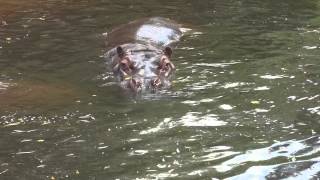 Hippopotamus Nijlpaard [upl. by Yrrad973]