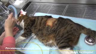 Percutaneous endoscopic gastrostomy in cats [upl. by Perice]