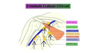 ANATOMY OF BREAST LYMPHATIC DRAINAGE [upl. by Eimmot]