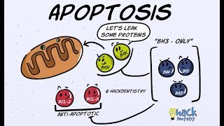 Apoptosis  Introduction Morphologic Changes and Mechanism [upl. by Gibert]