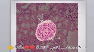 Practical epithelial cells 4 [upl. by Sum]