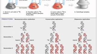 Biology 1 Lecture 15 DNA Synthesis and Repair [upl. by Virgil]