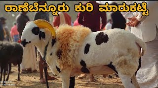 Ranebennur sheep and goats market update  Every Sunday morning bazar Karnataka India [upl. by Adiel112]