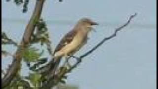 Northern Mockingbird Sings [upl. by Buchalter]